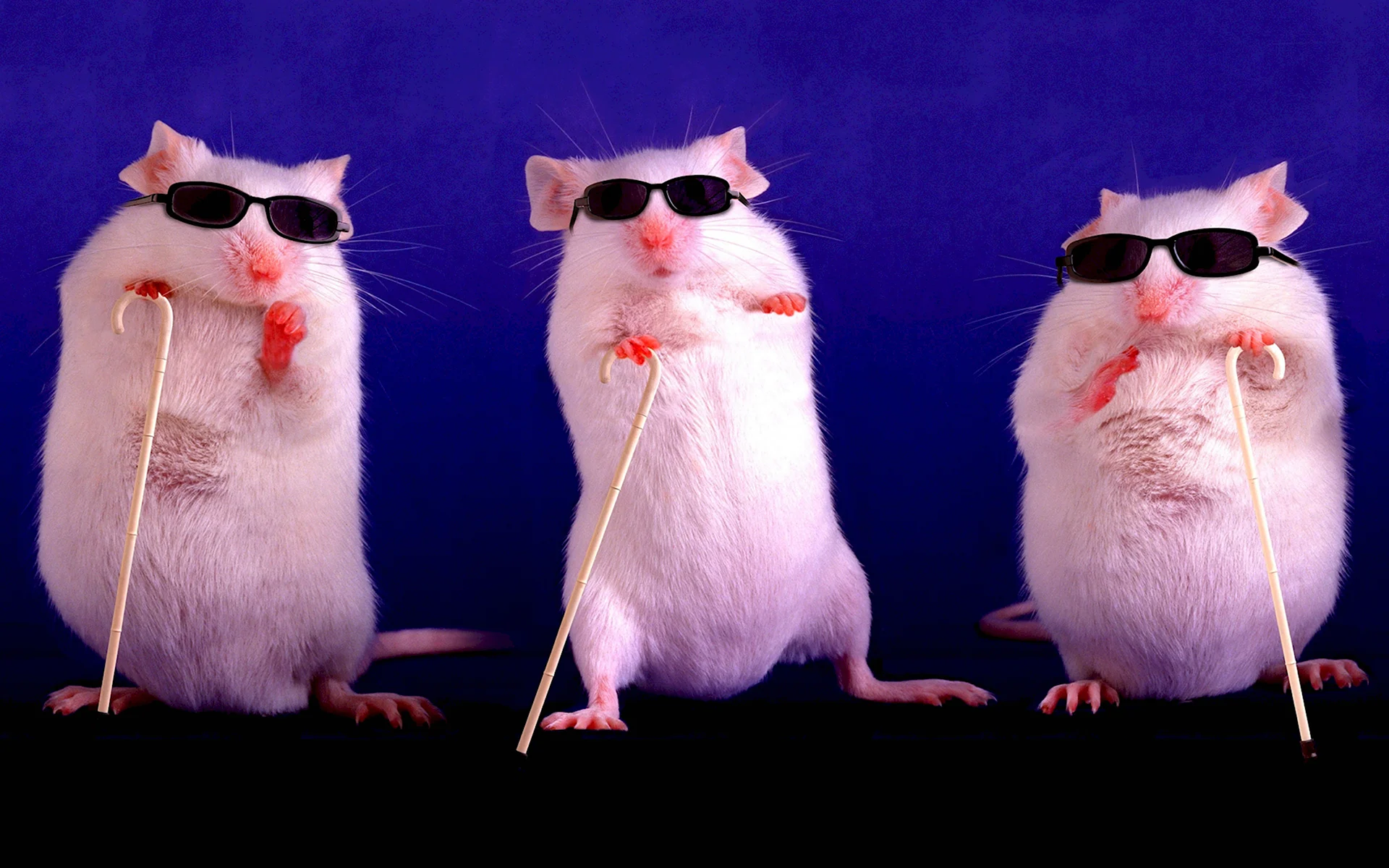 Три крысы в очках