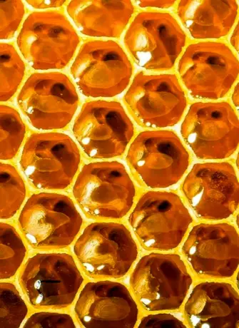 Трипофобия пчелиные соты