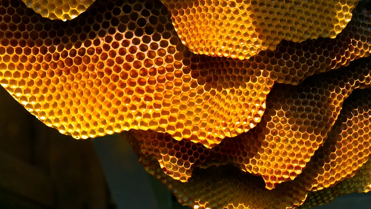 Трипофобия пчелиные соты
