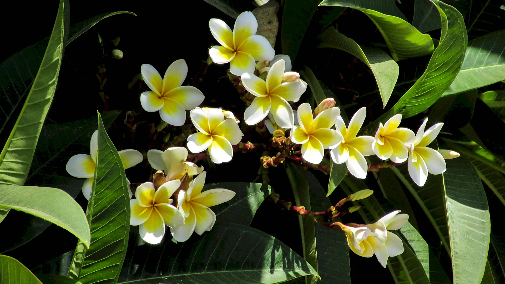 Тропические цветы