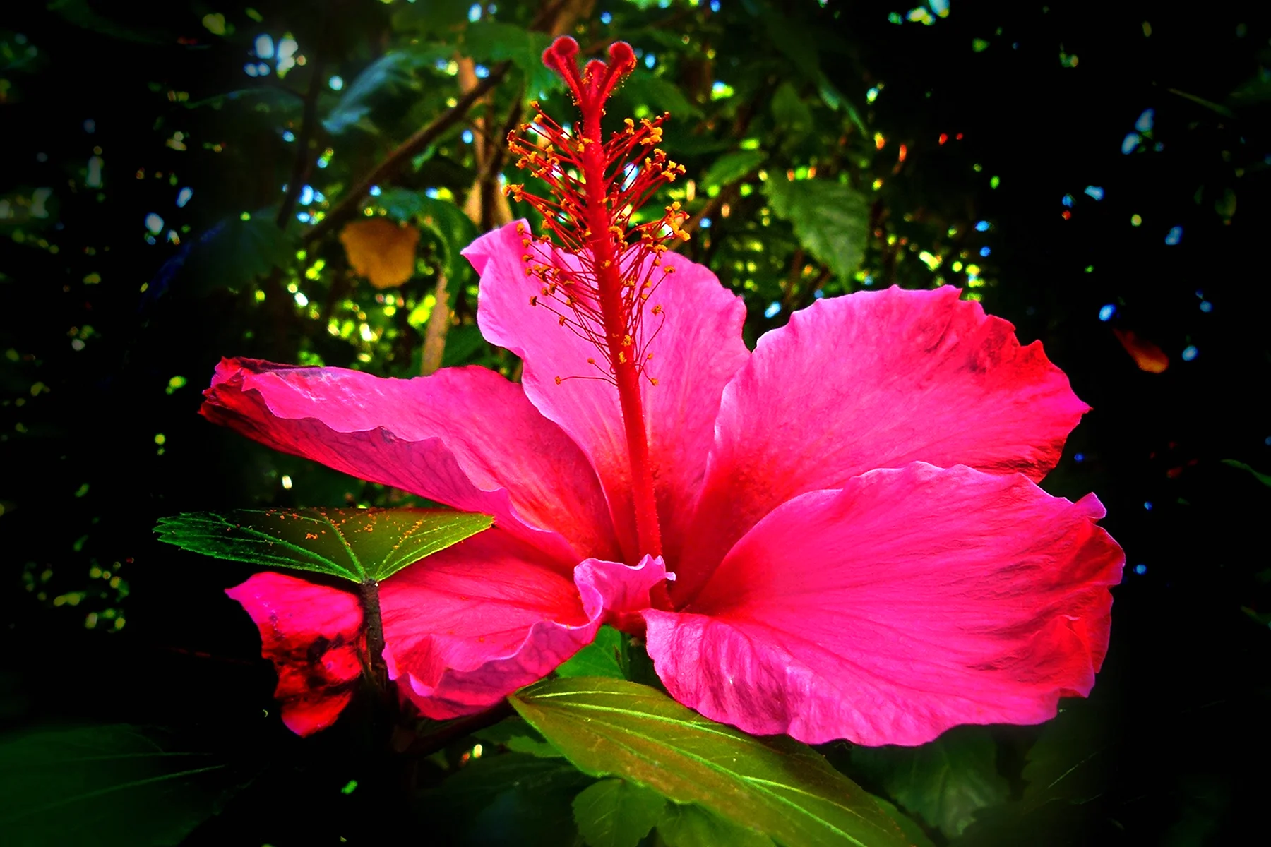 Тропические цветы гибискус