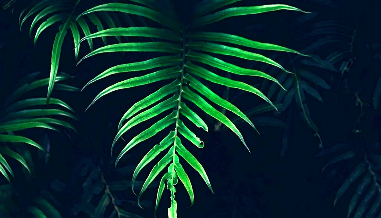 Тропический папоротник листья