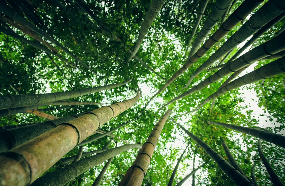 Тропики лианы бамбук