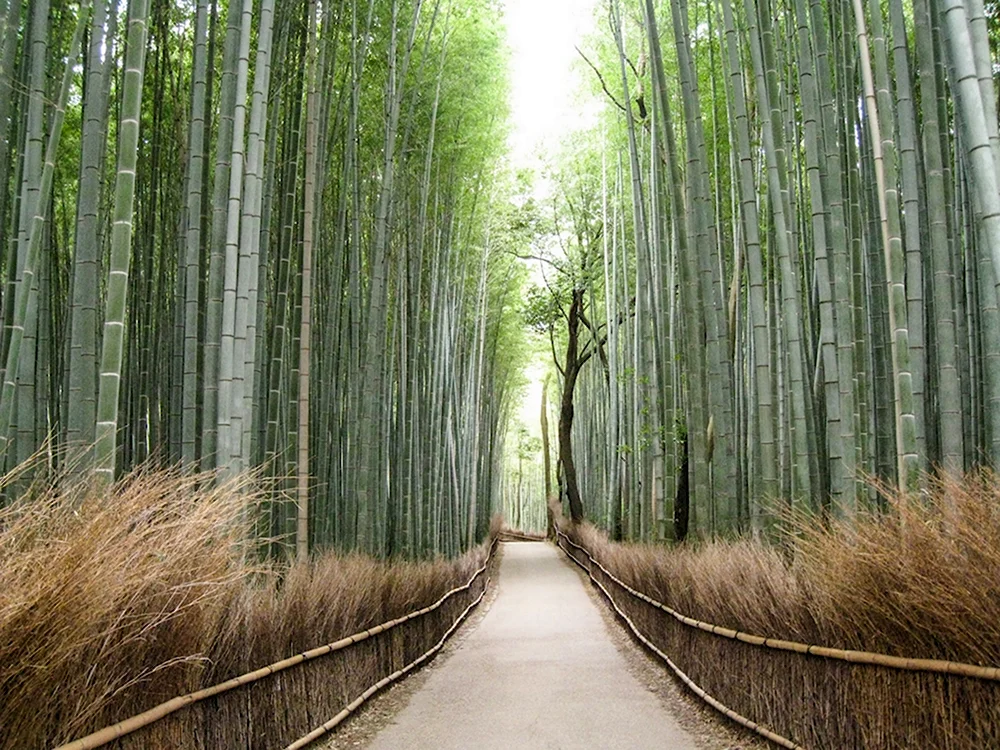 Тростниковый лес в Японии