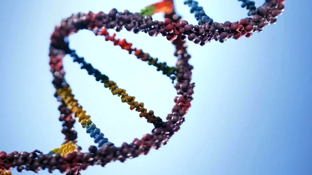 Цепочка ДНК человека
