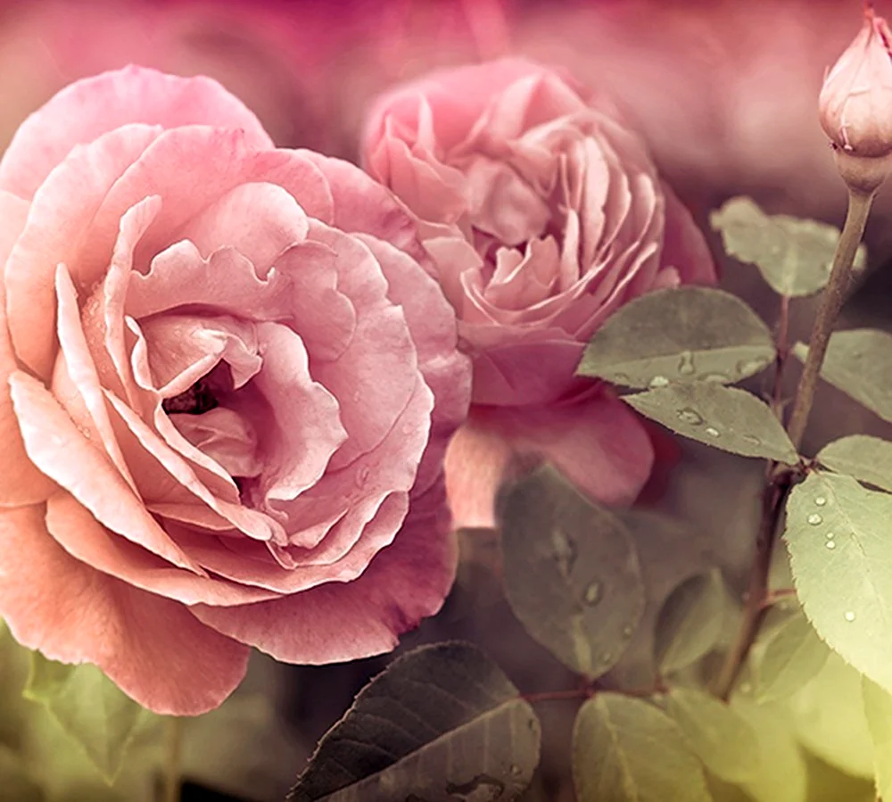 Цвет пыльная роза палитра