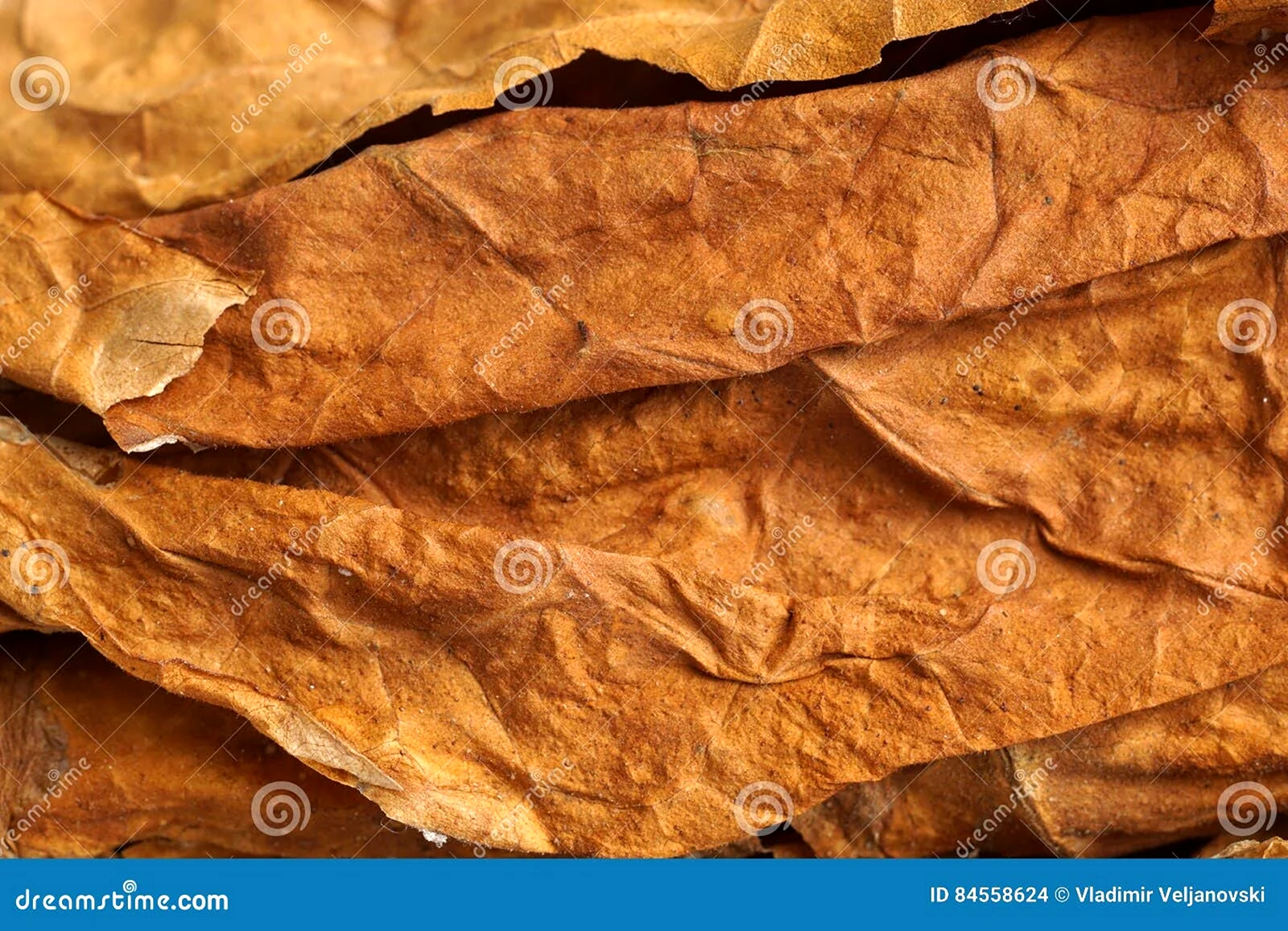 Цвет табачного листа