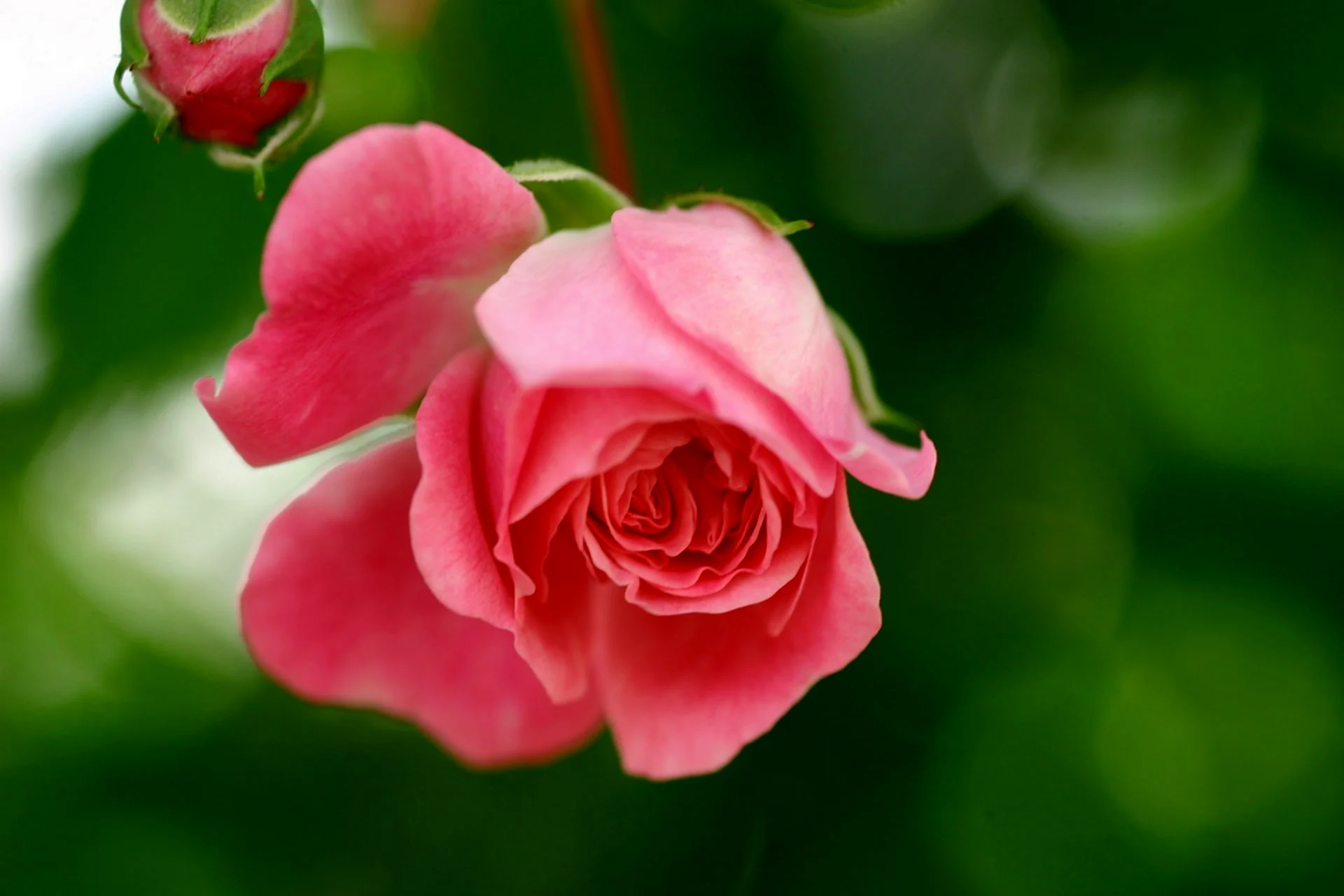 Цветковые растения роза