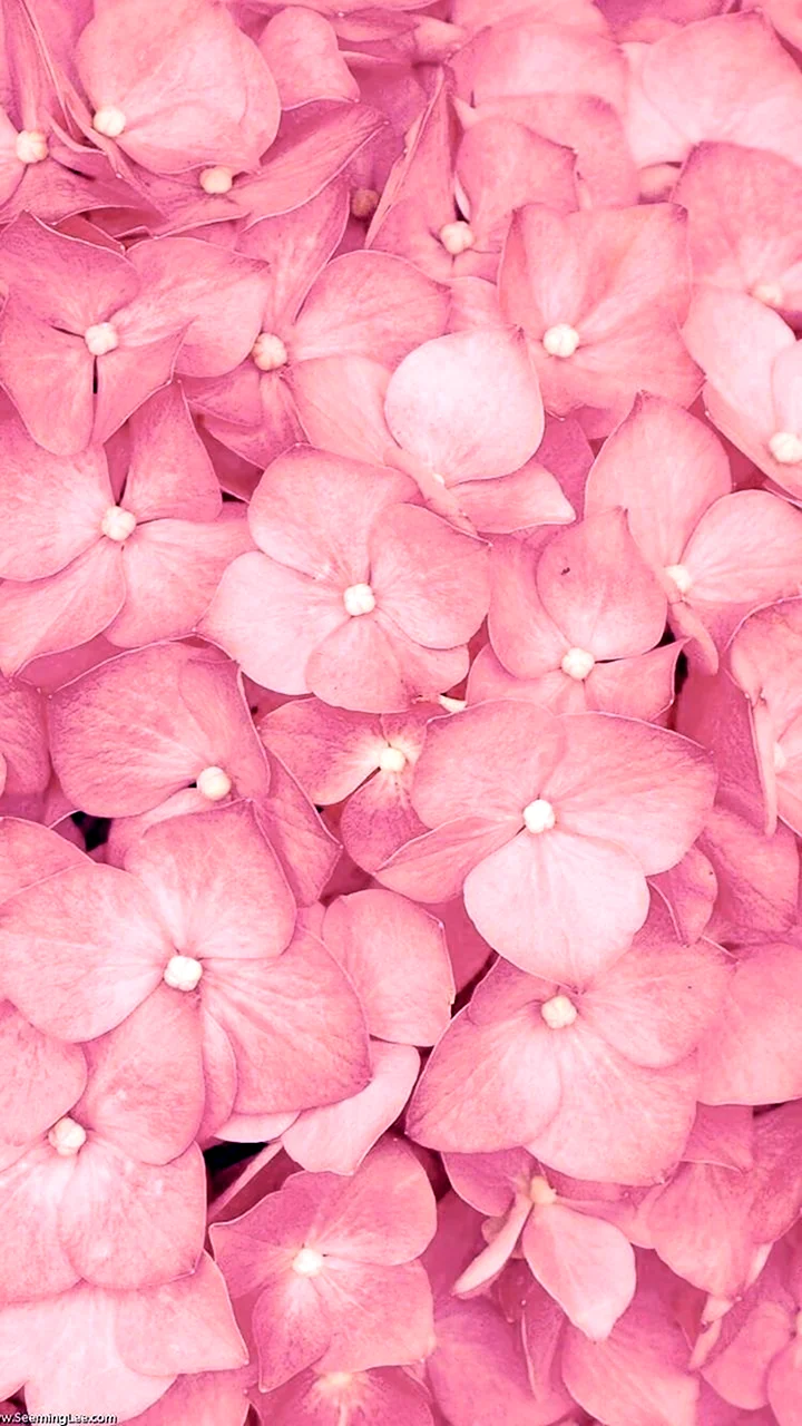 Цветочки милые розовые