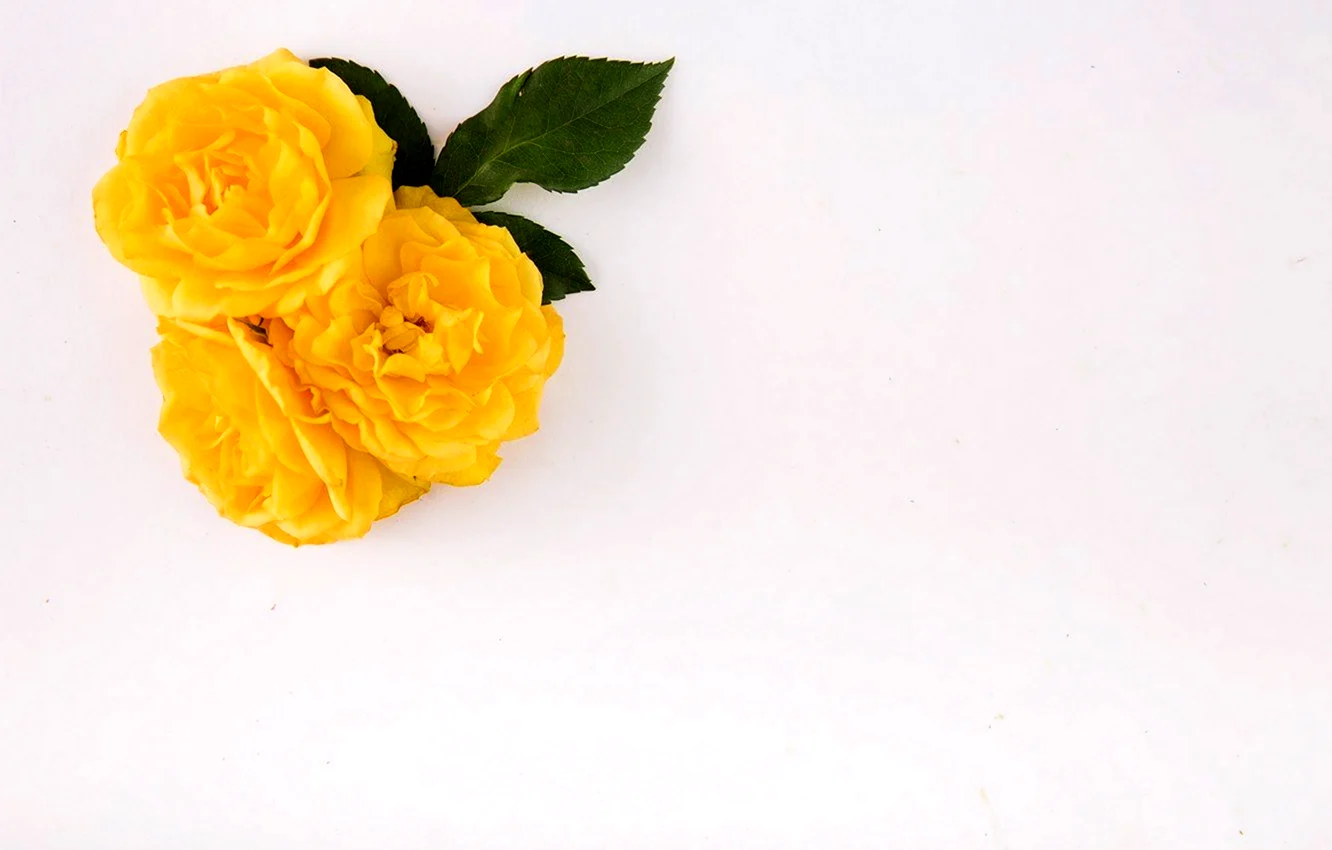 Цветочный фон желтые розы