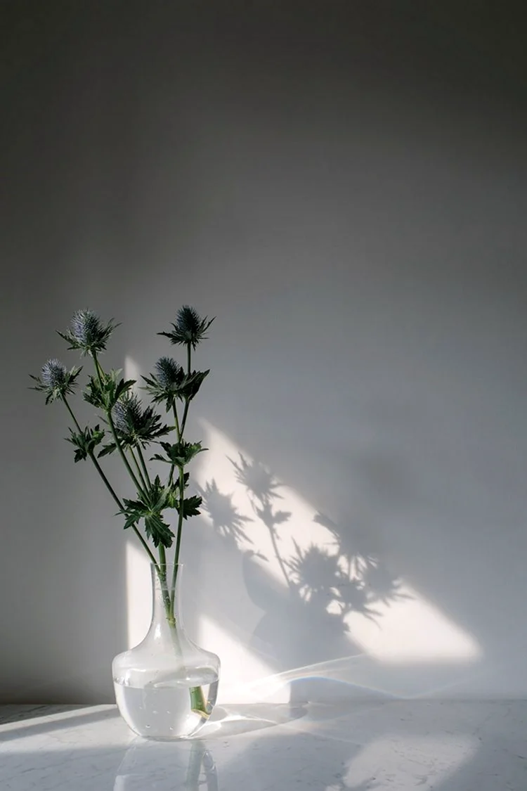 Цветы для тени