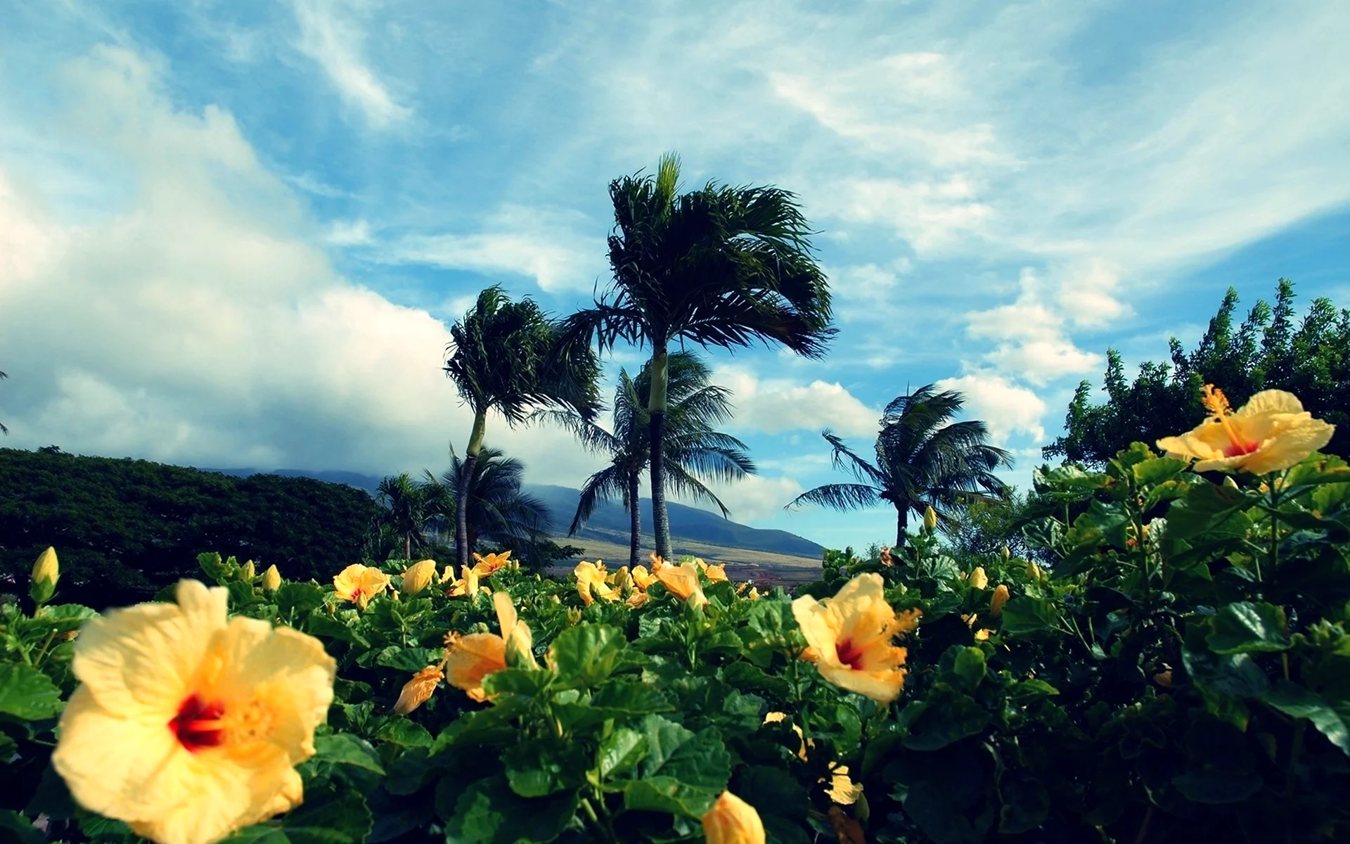 Цветы Гавайских островов