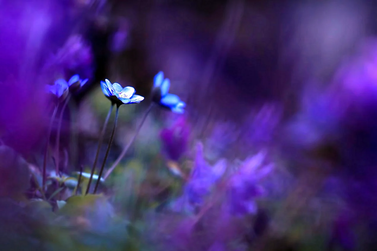 Цветы голубые размытые