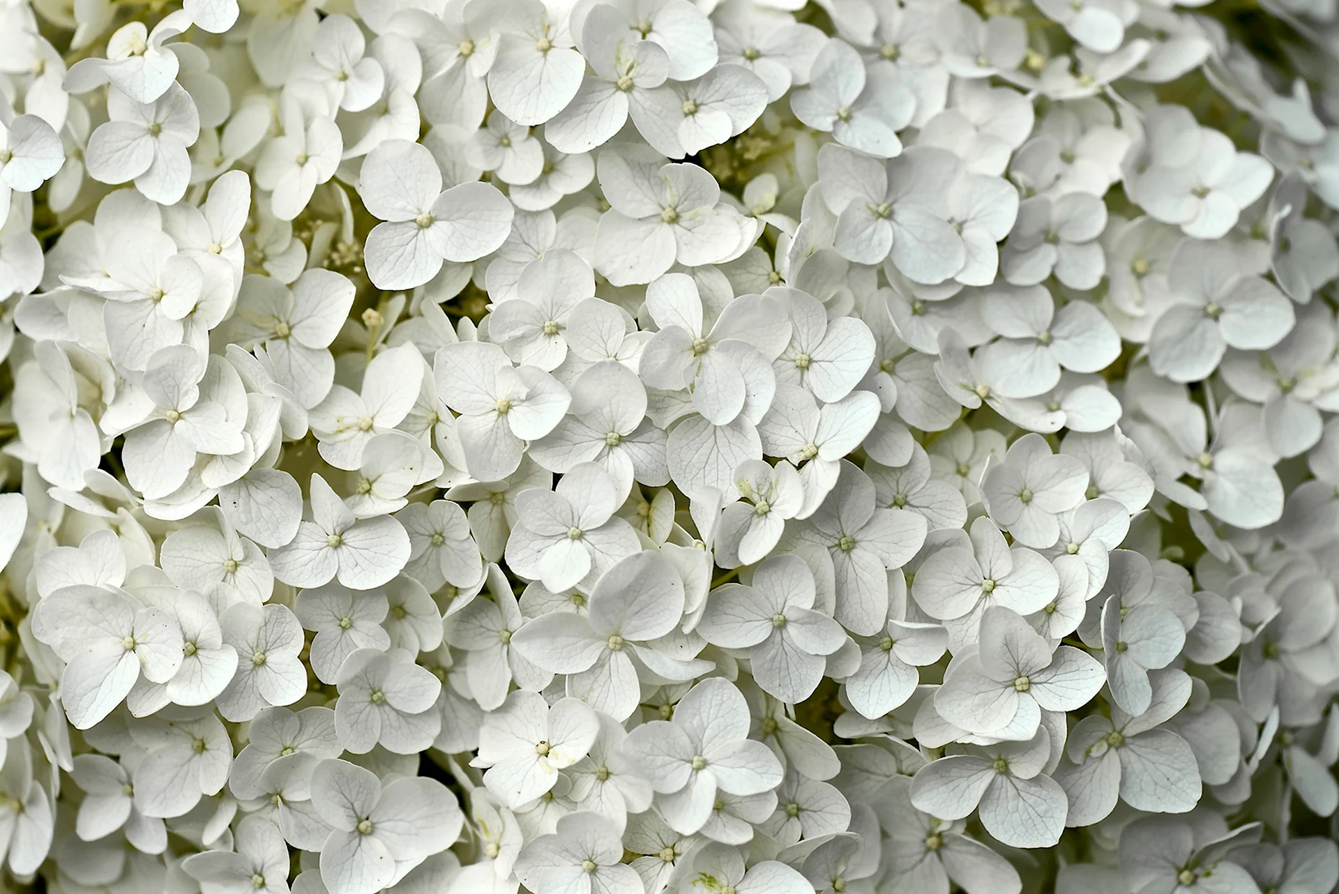 Цветы гортензия белая