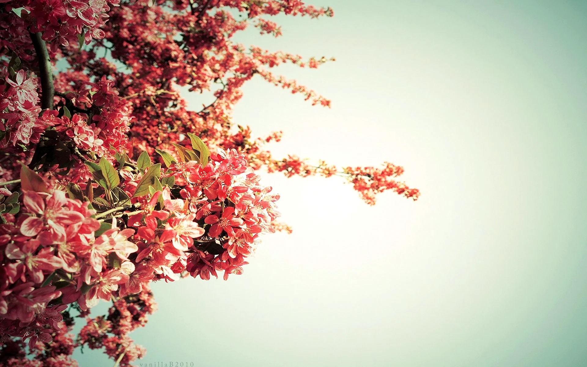 Цветы на фоне дерева