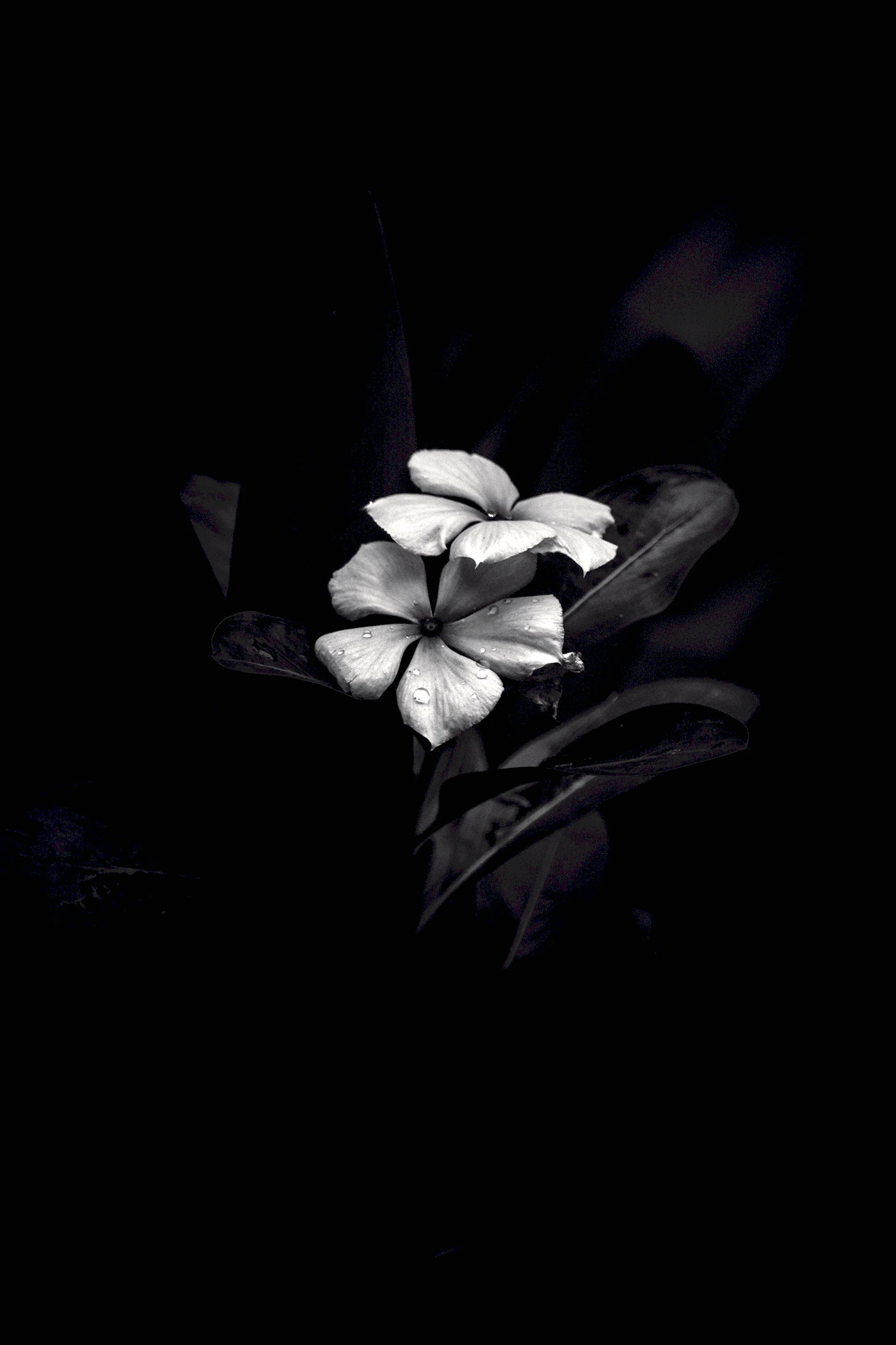Цветы на темном фоне