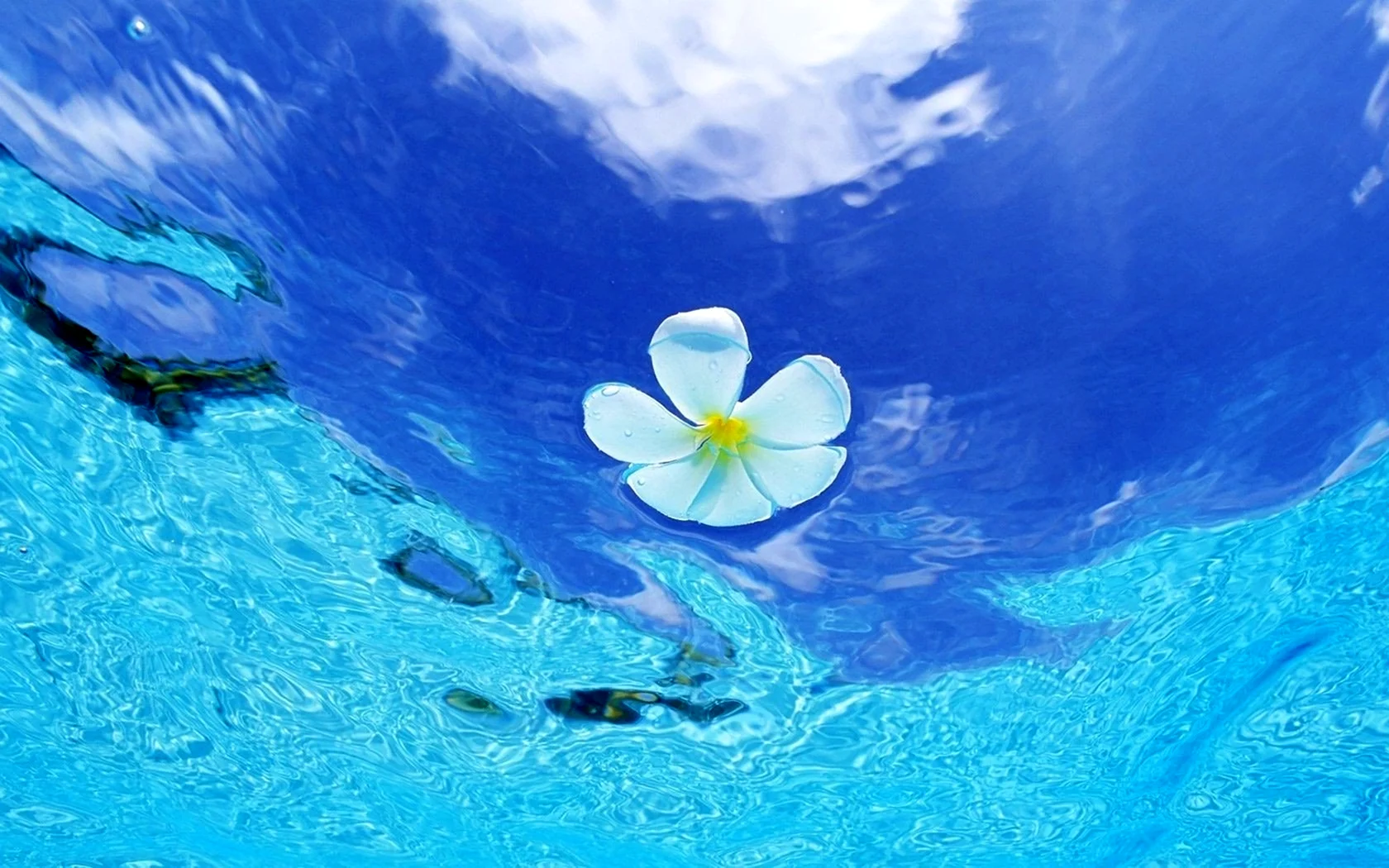 Цветы на воде