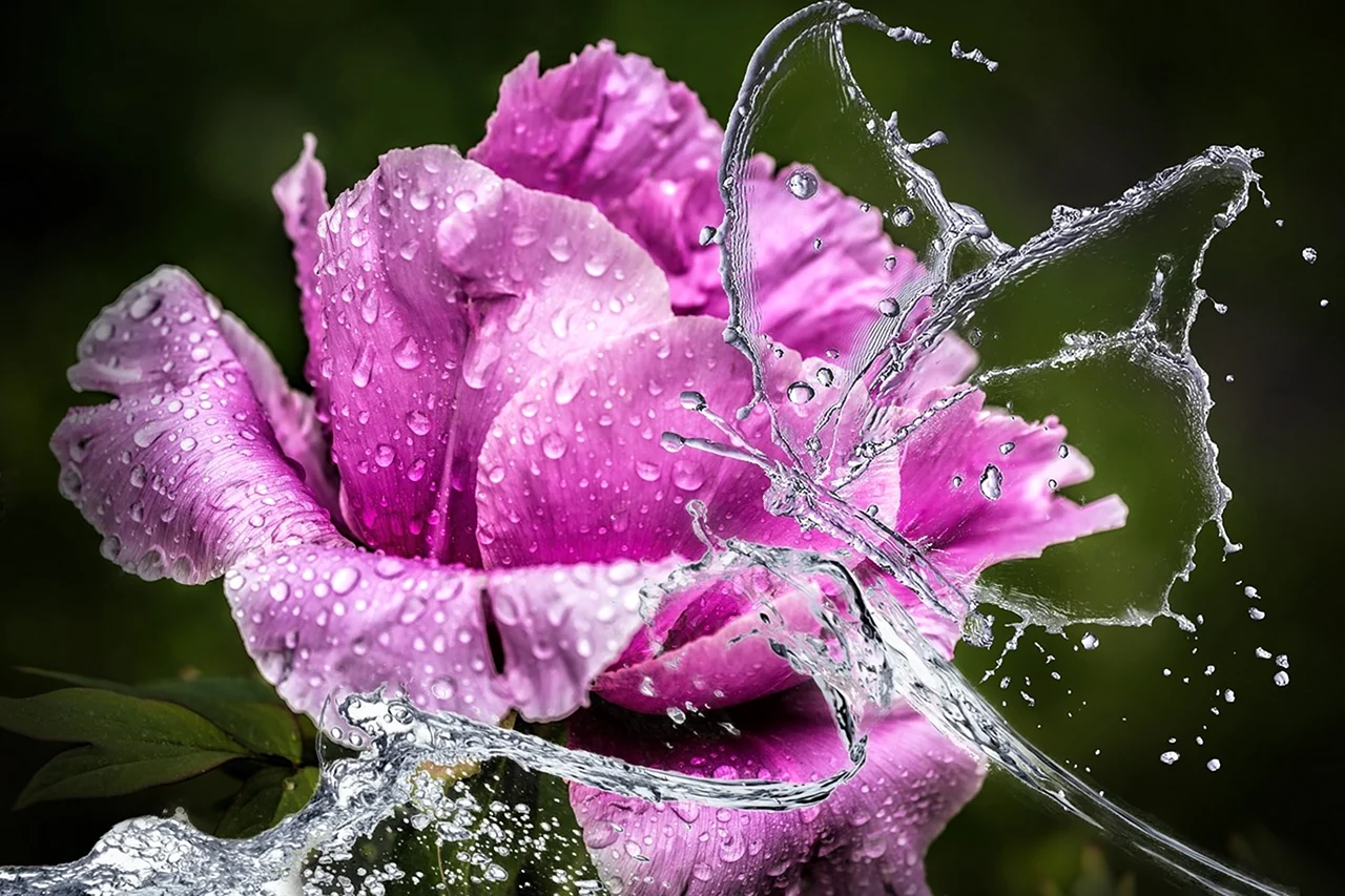 Цветы в каплях дождя