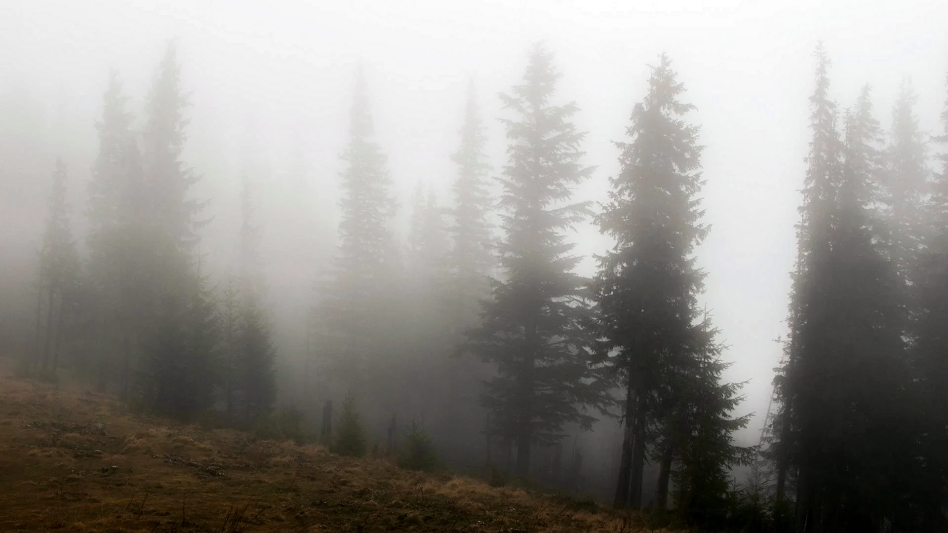 Туман в лесу 1920 на 1080
