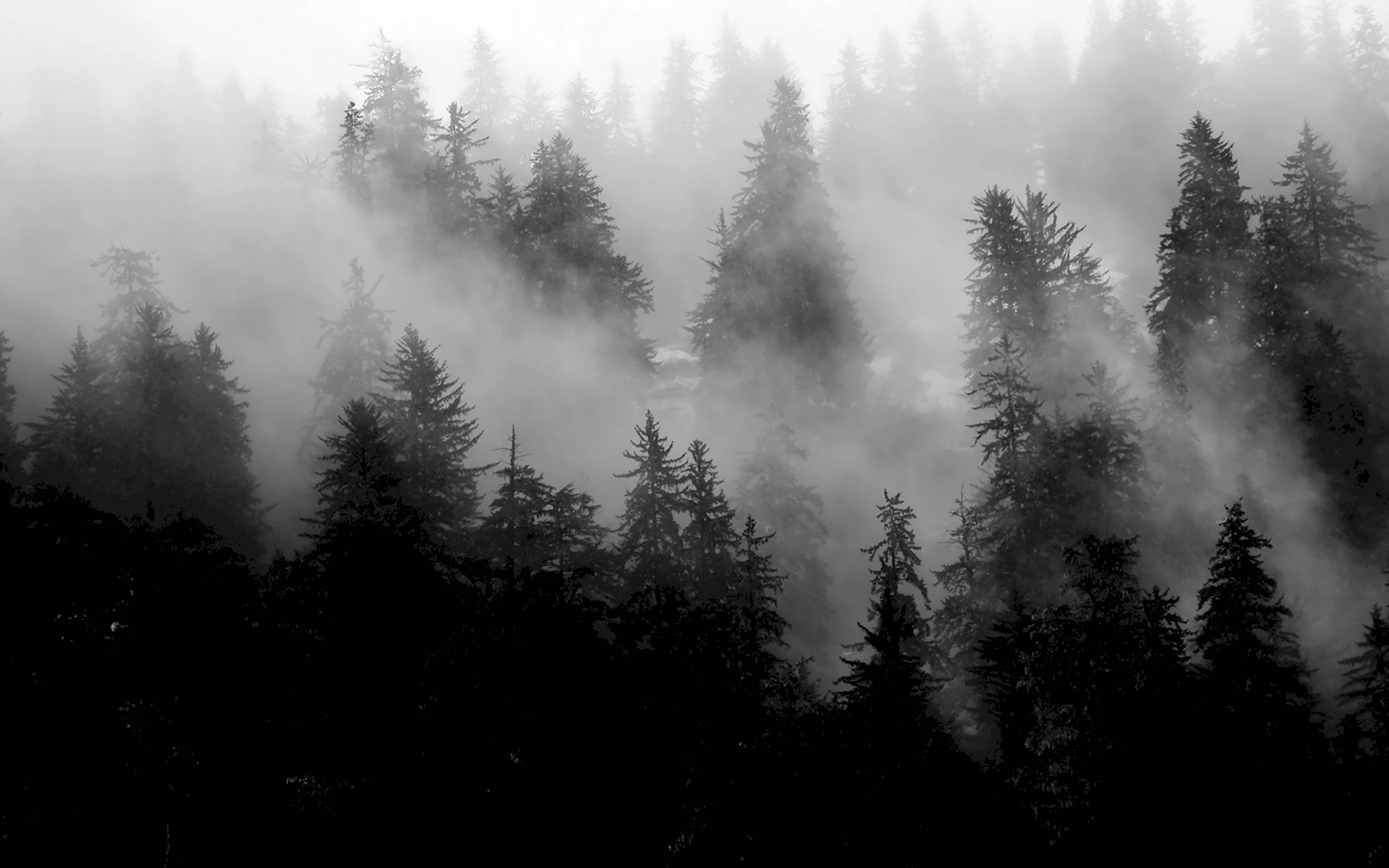Туман в ноябре в лесу фото