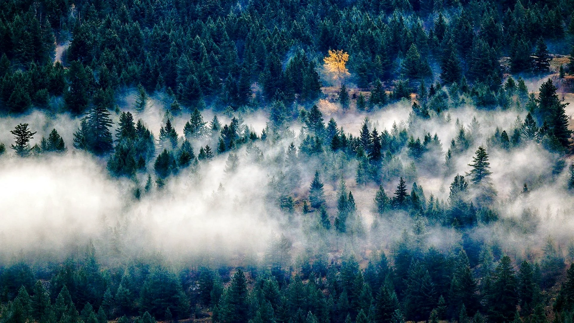 Туманный лес вид сверху