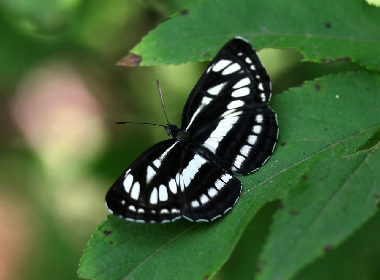 Уайт черный бабочка