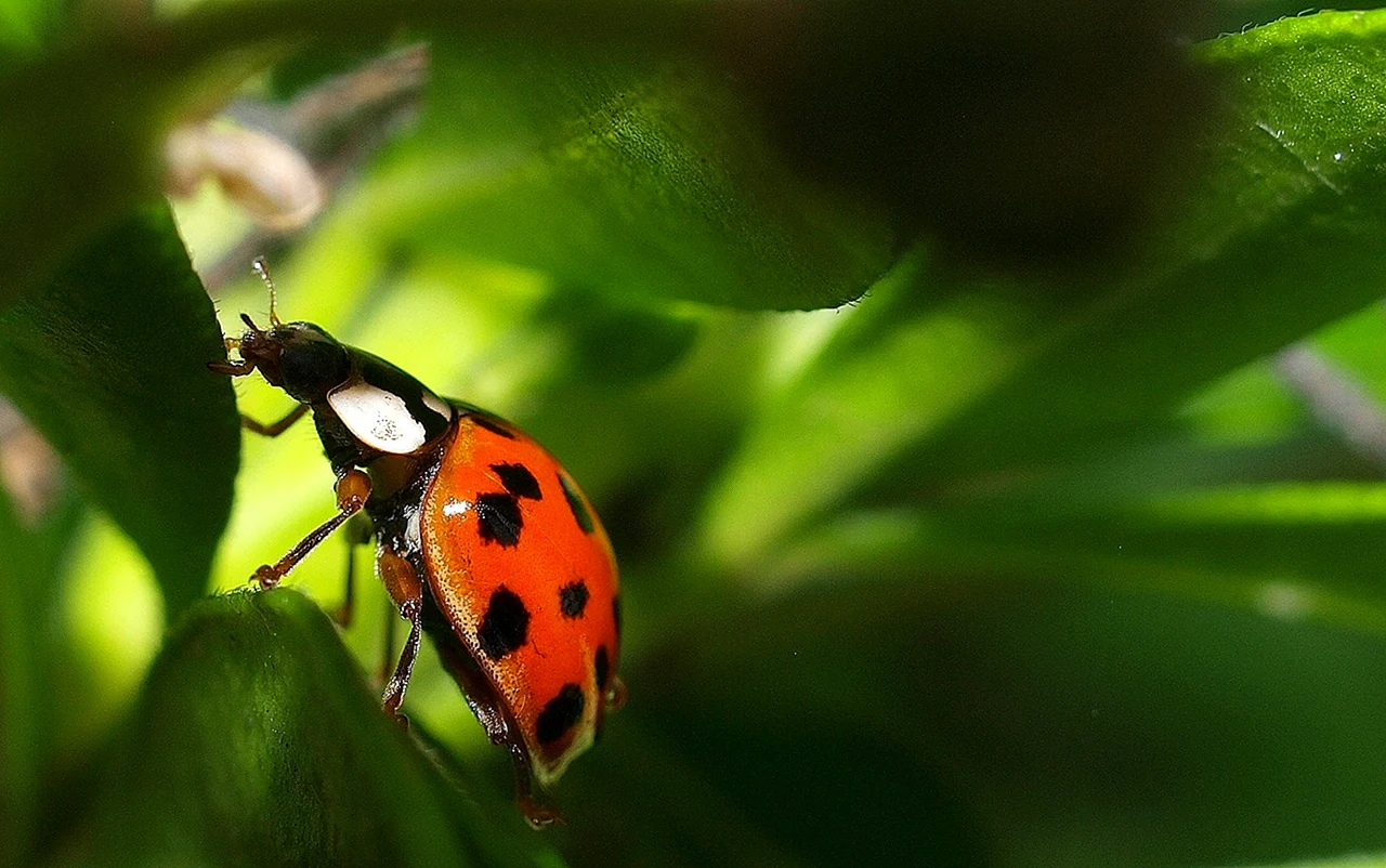 Unusual Ladybird insect