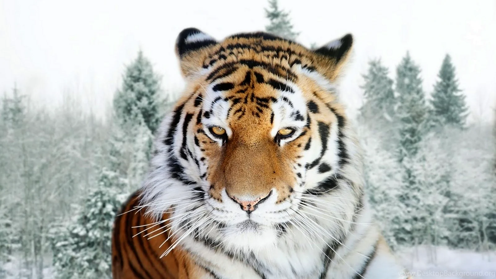 Уссурийская Тайга Амурский тигр