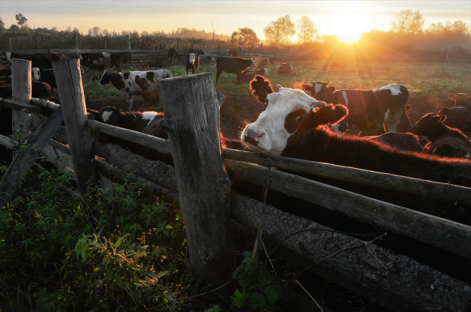 Утро в деревне коровы