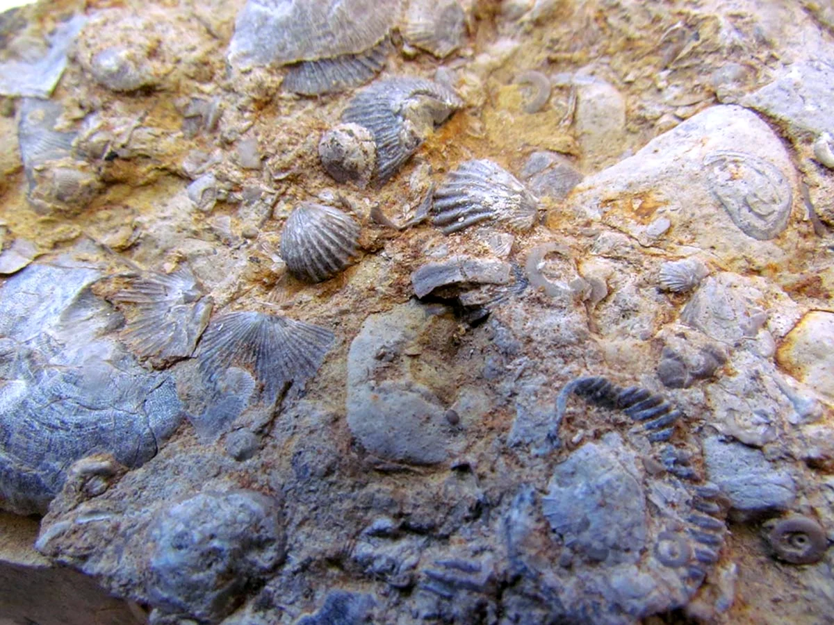 В Гранд-каньоне морских окаменелостей