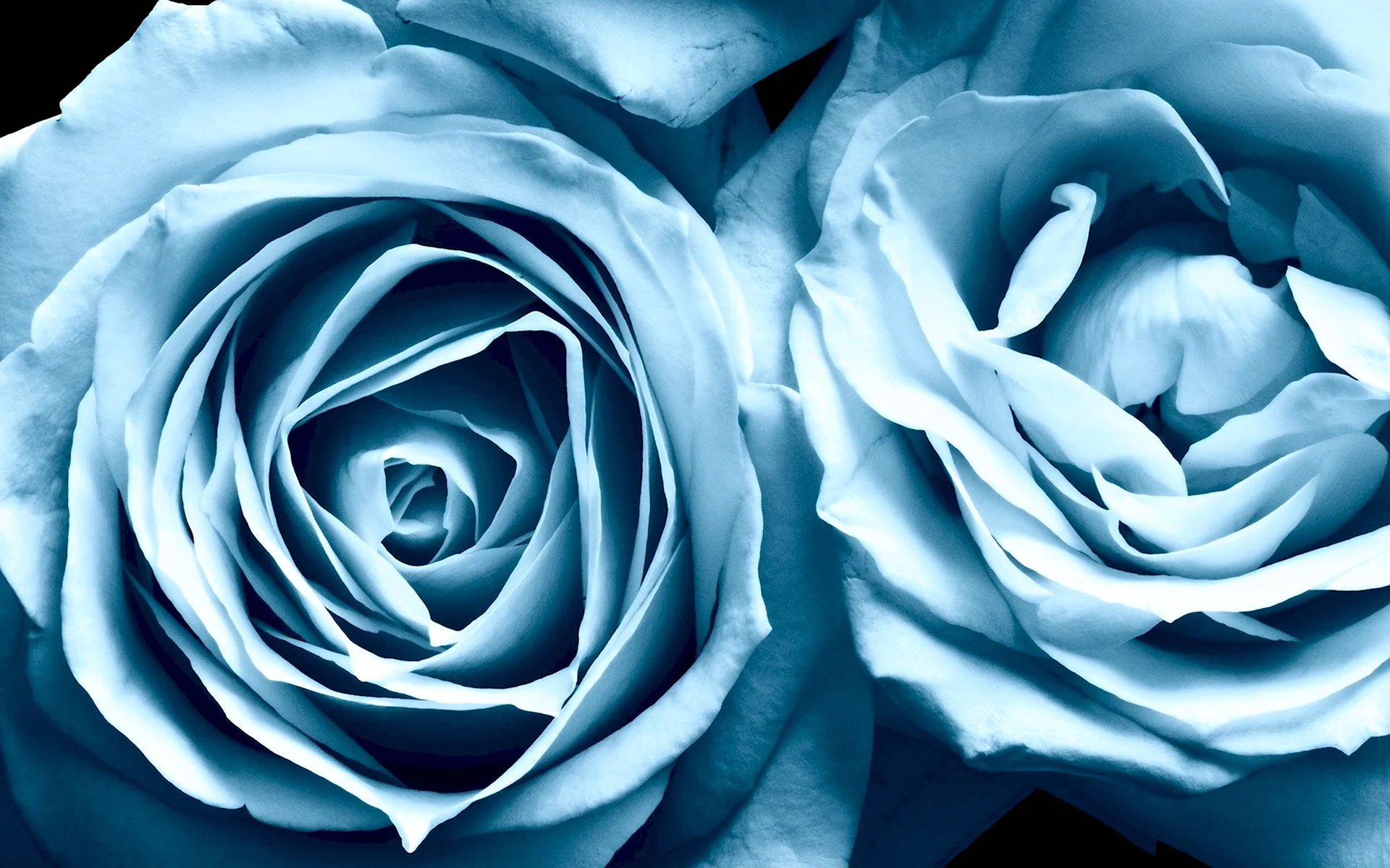 Венецианская роза голубая