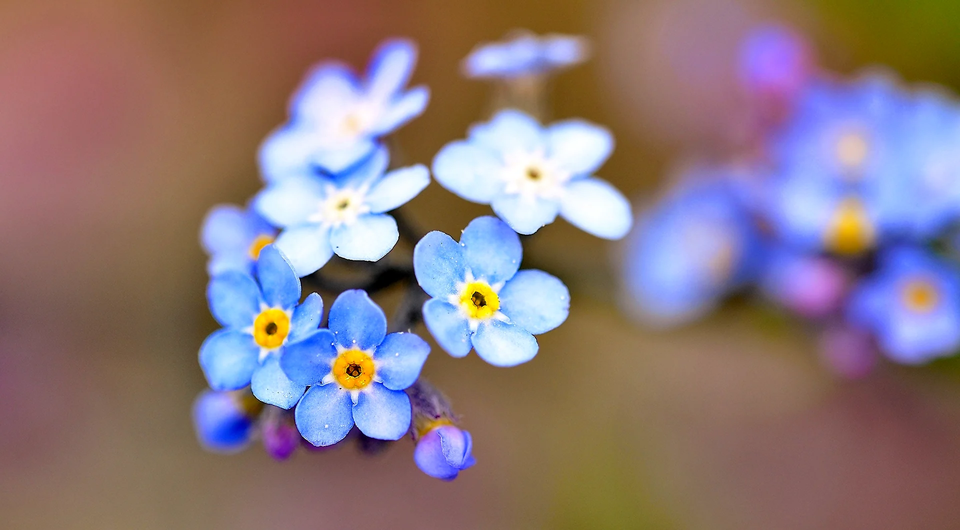 Весенние голубые цветы с маленькими лепестками