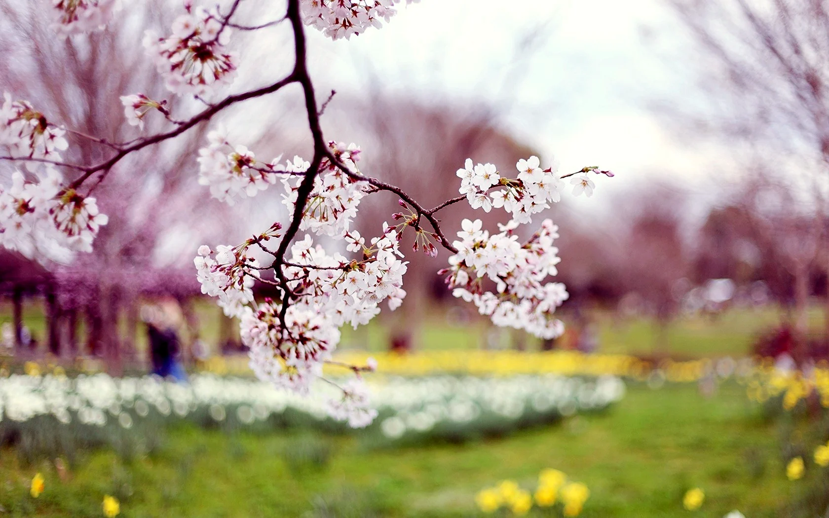 Весна деревья в цвету