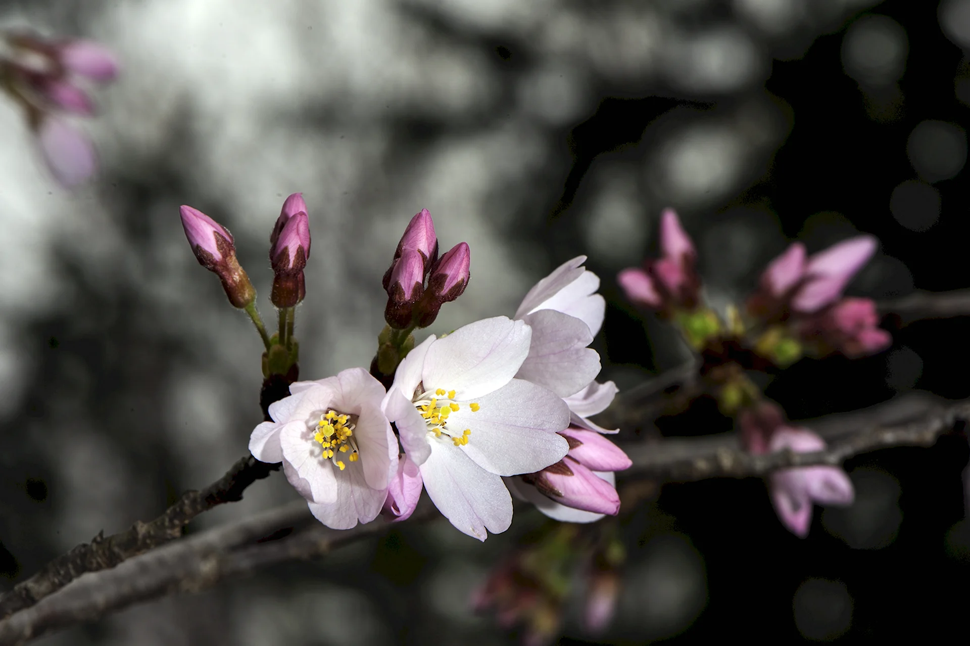 Весна почки цветы