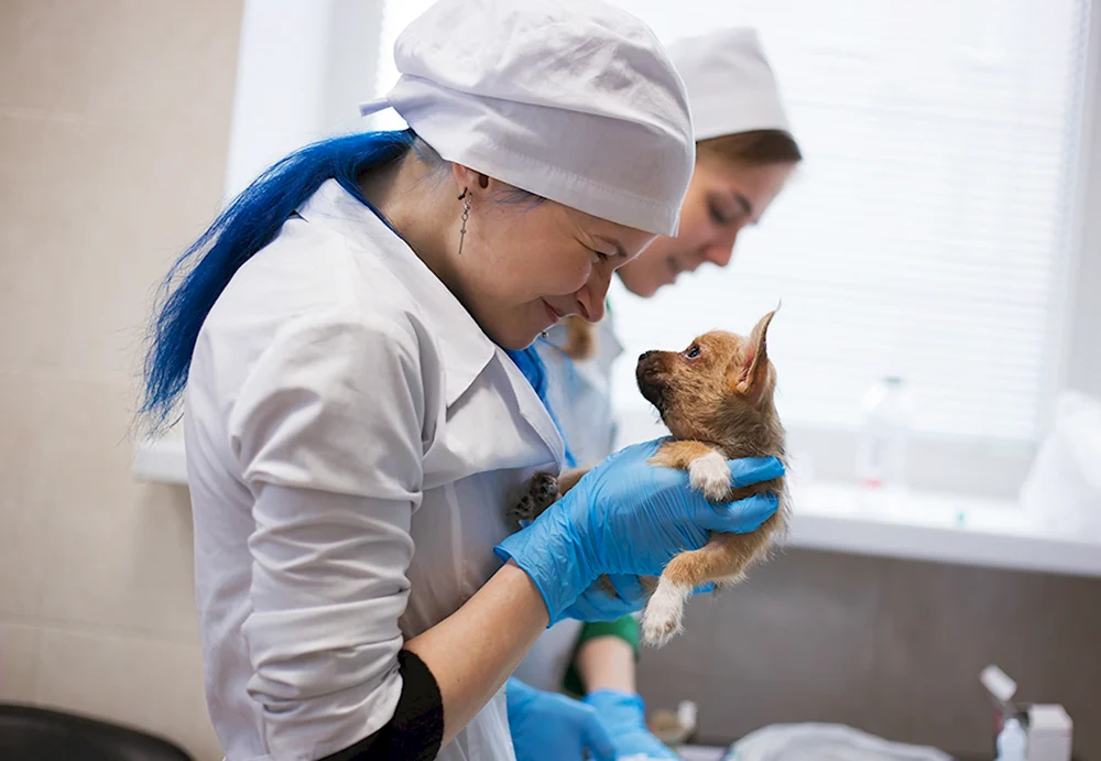 Ветеринар лечит животных