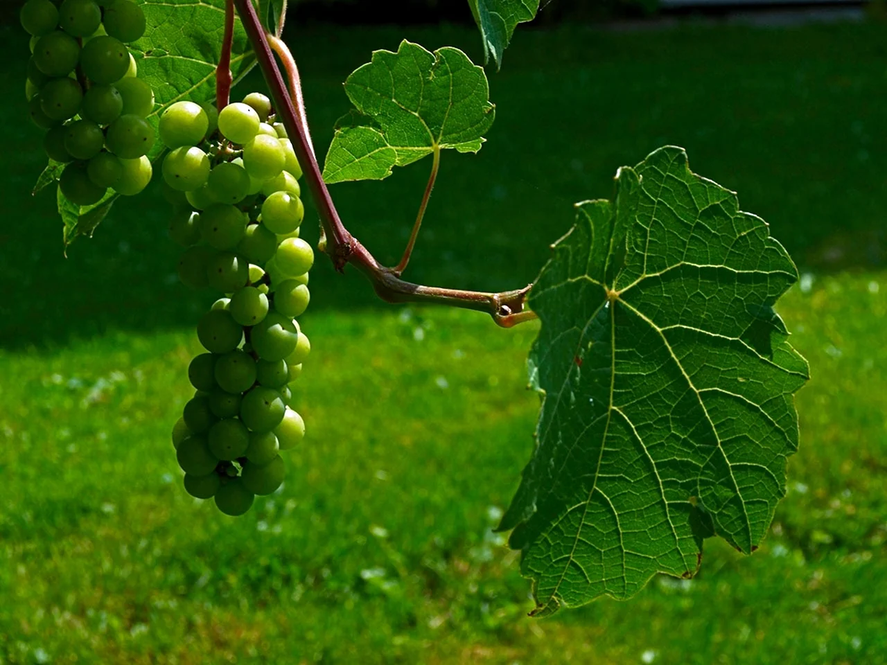 Виноград грозди лоза