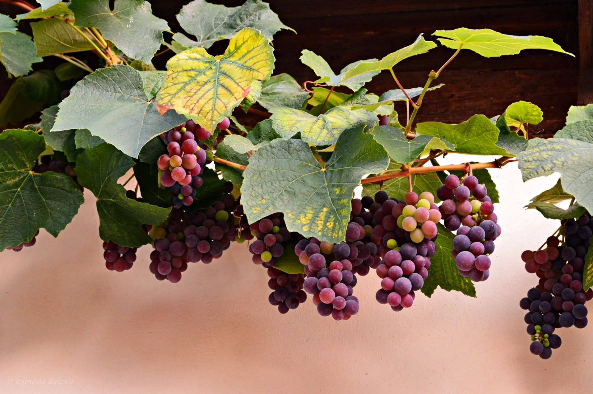 Виноград лоза горянки