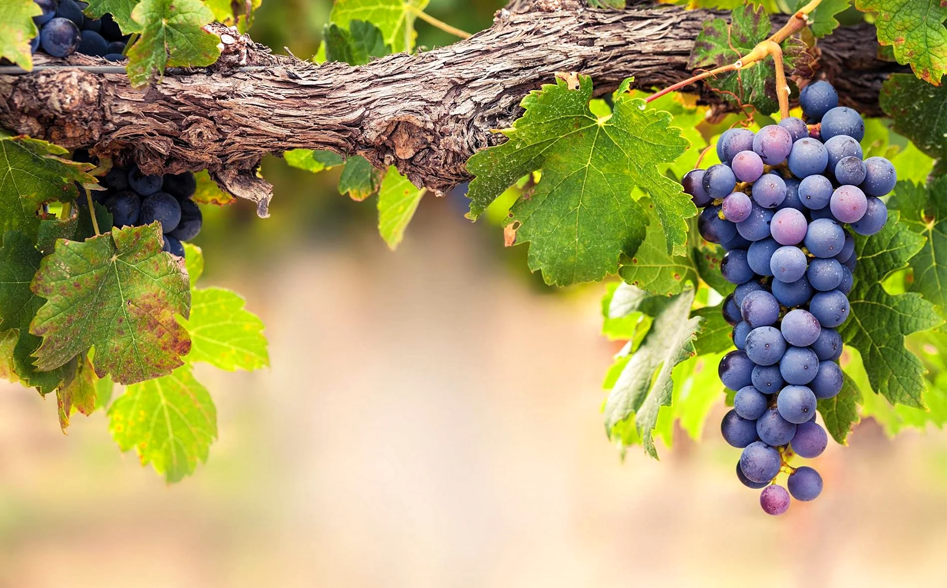 Виноград Виноградная лоза христианство