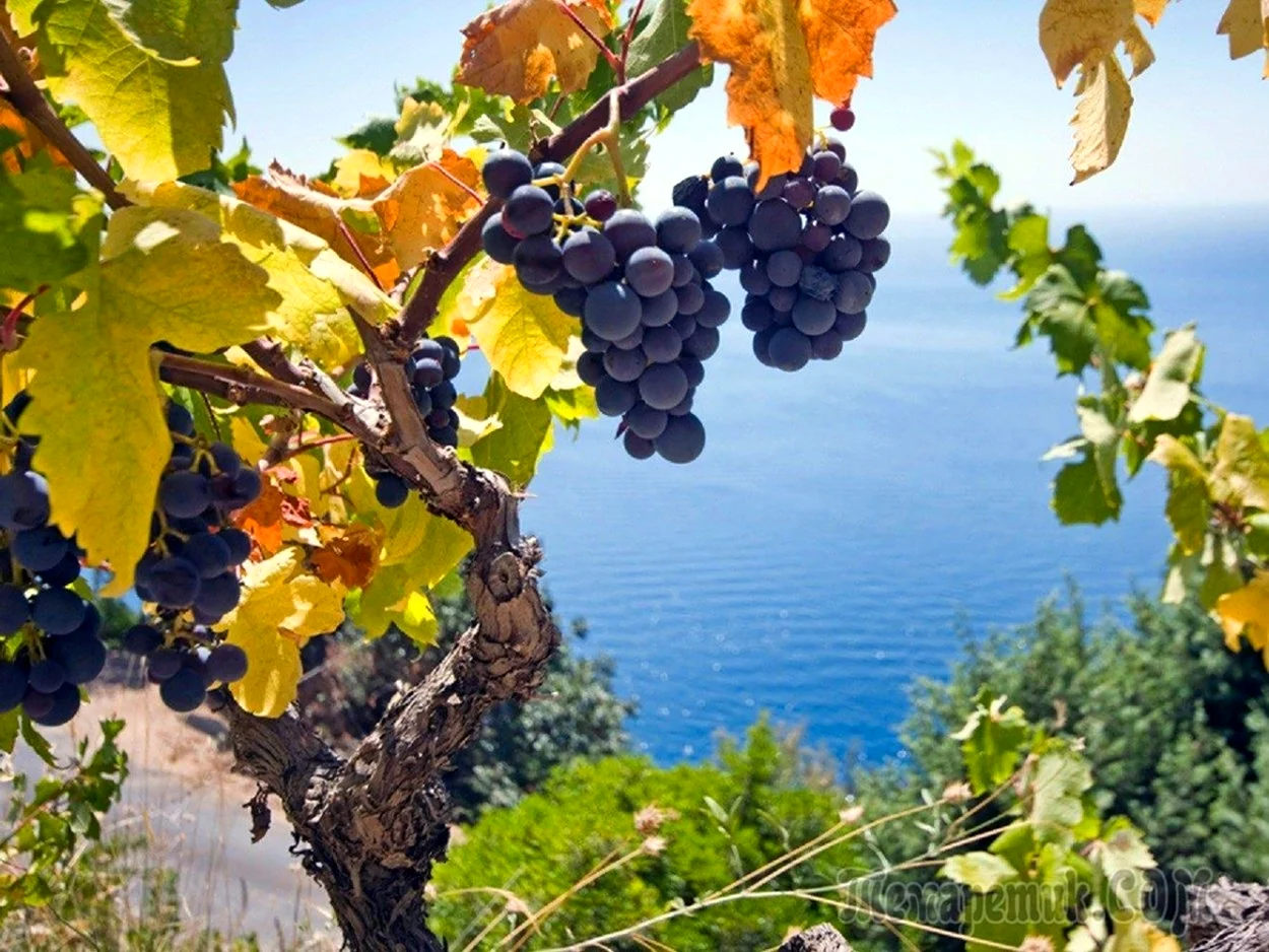 Виноградная гроздь Крым