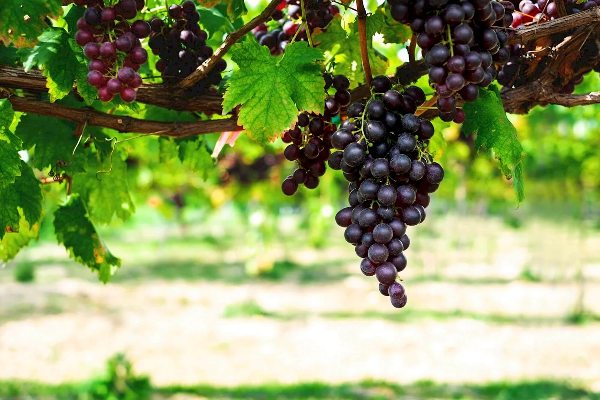 Виноградная гроздь Крым
