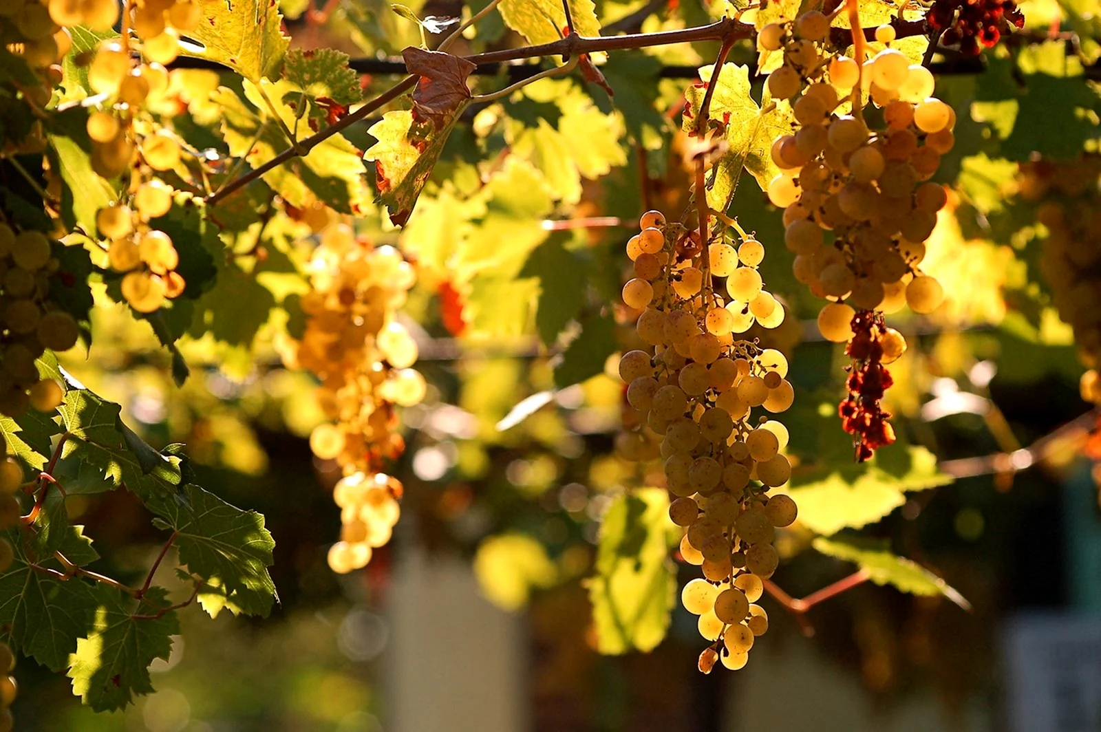 Виноградная лоза осенью