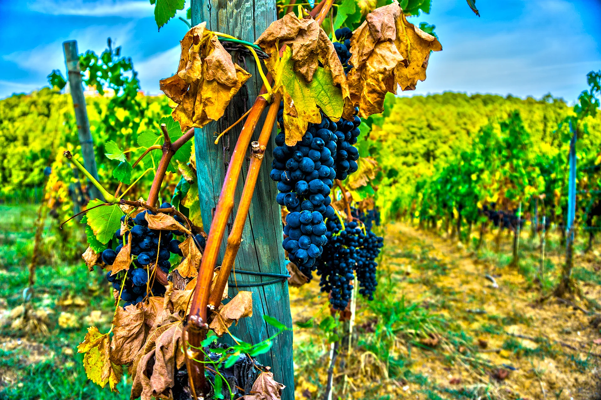 Виноградная лоза плантации
