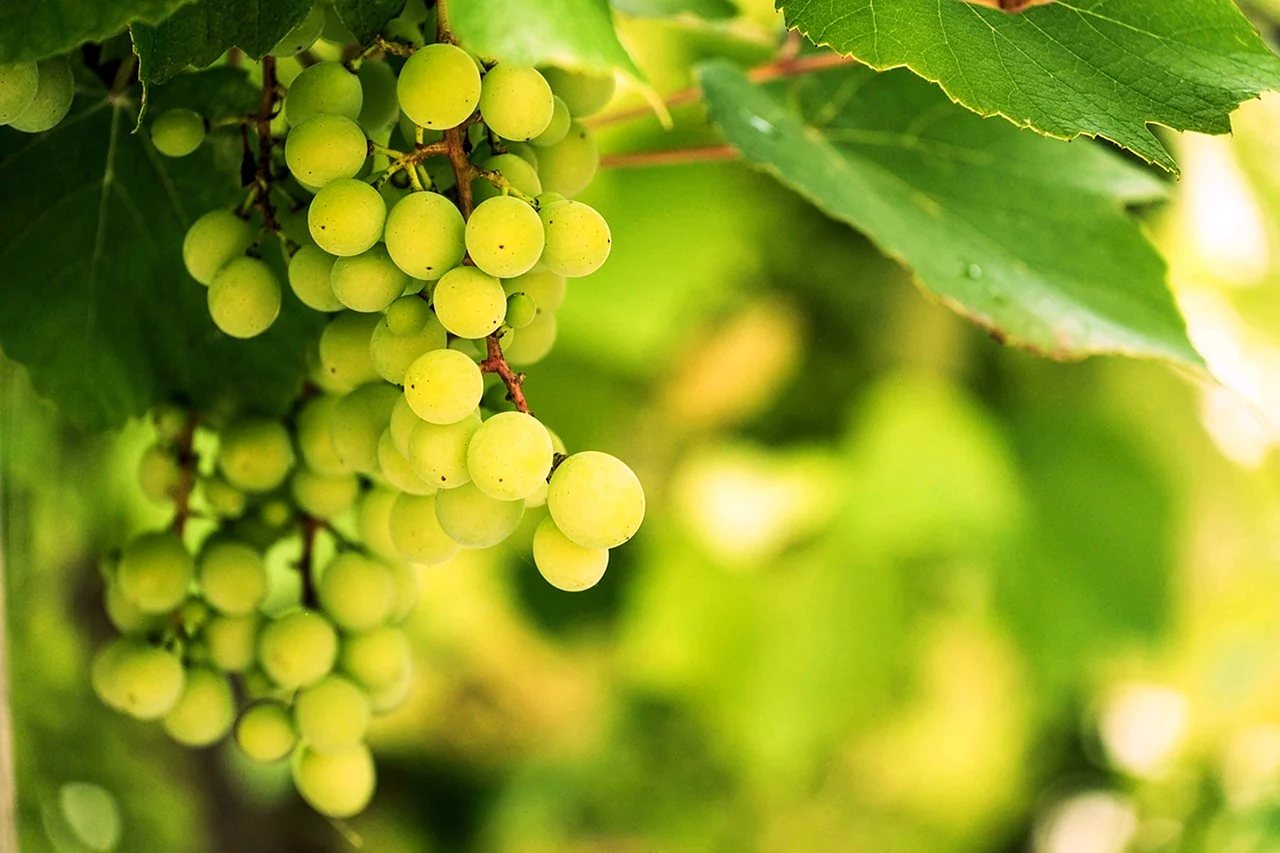Виноградная лоза вино