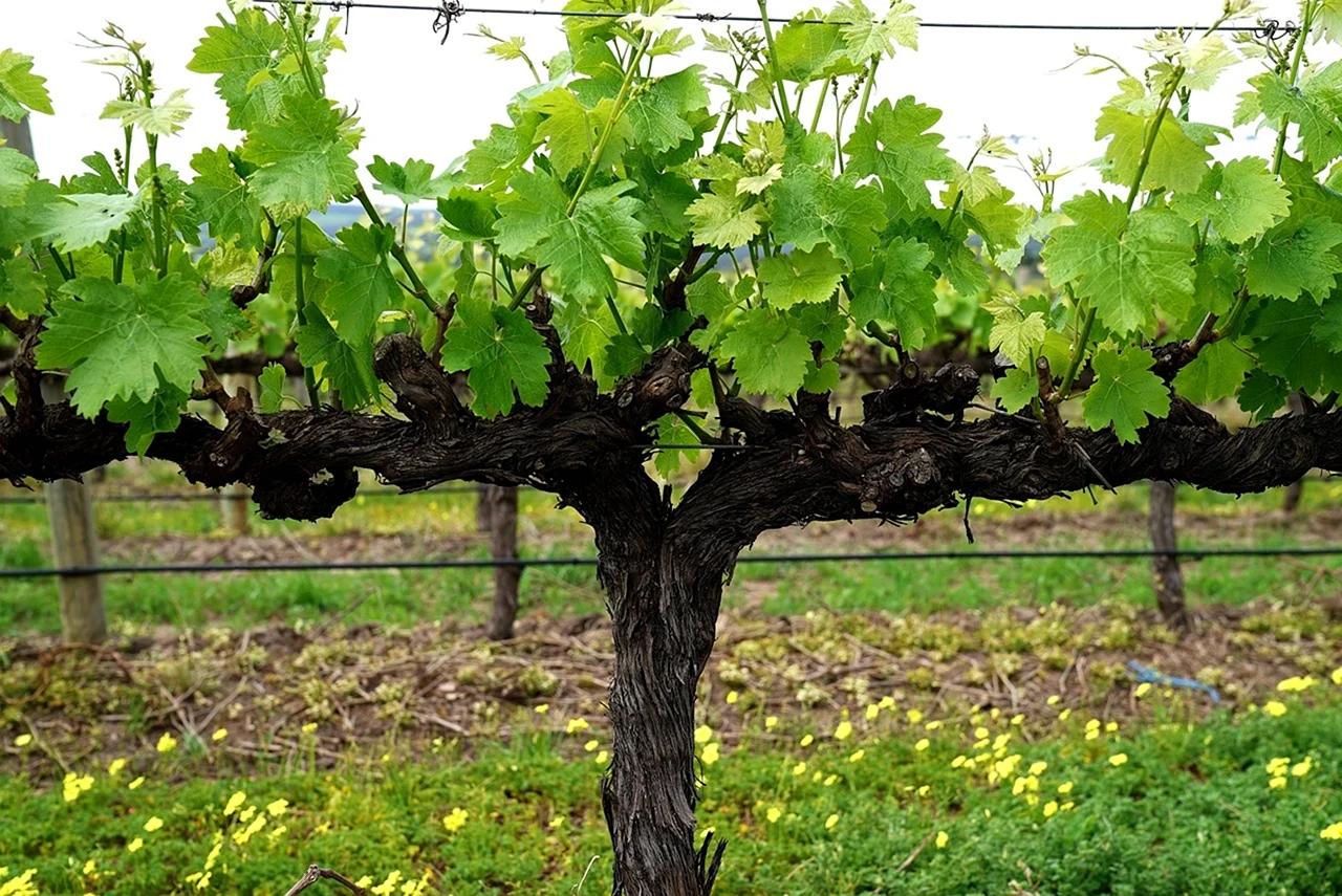 Виноградная лоза виноградник