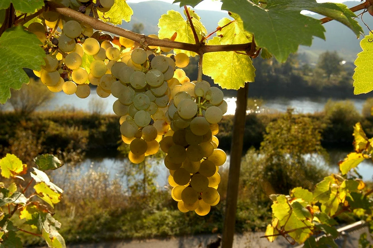 Виноградники с лозой Крым