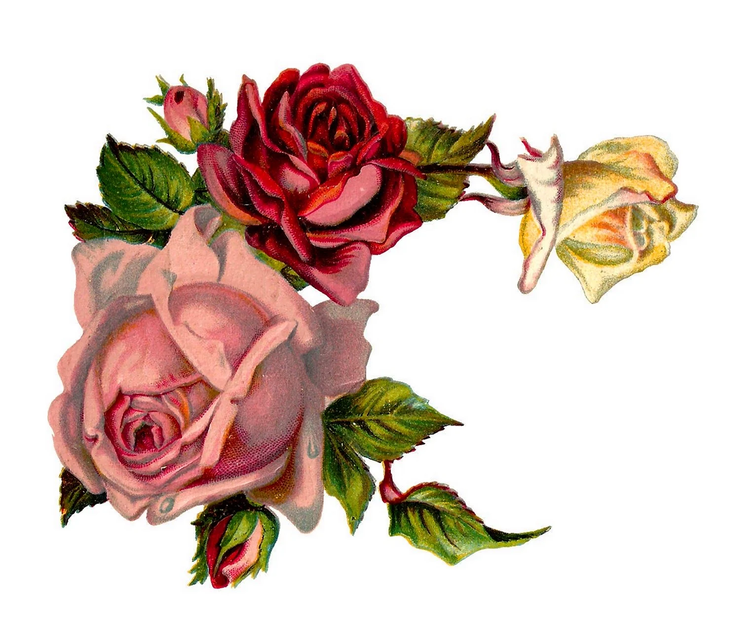 Винтажные розы на прозрачном фоне
