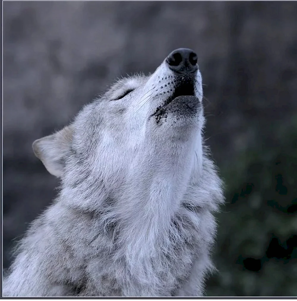 Волк грустит