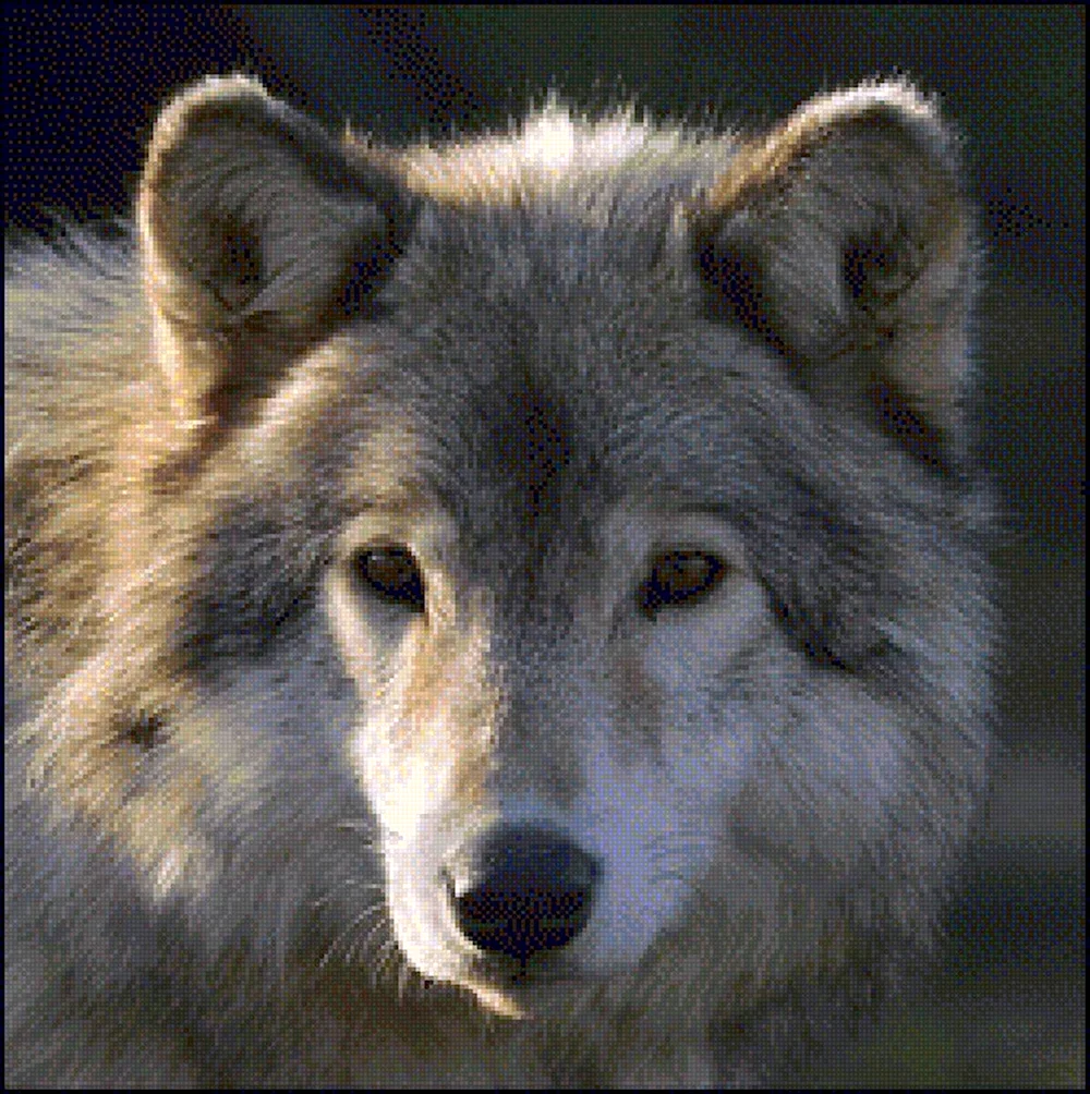 Волк грустный взгляд