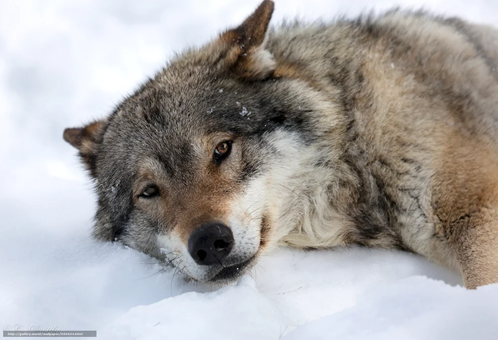 Волк лежит на снегу