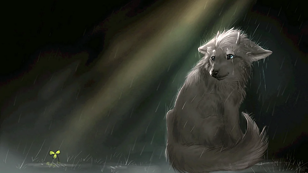 Волк под дождем